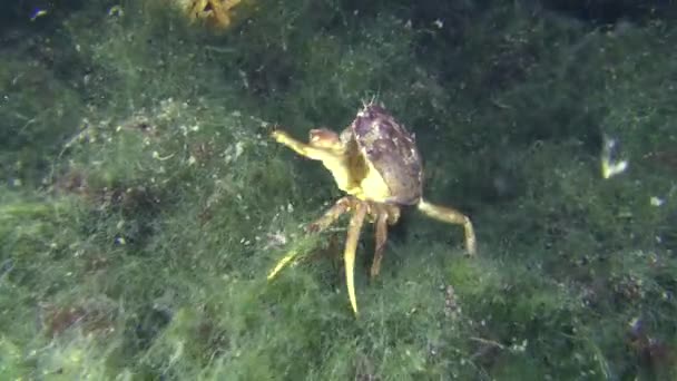 Encuentro y molestia de dos cangrejos verdes en el fondo del mar . — Vídeo de stock