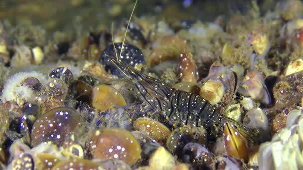 Gamberetto è alla ricerca di cibo sul fondo coperto di cozze . — Video Stock