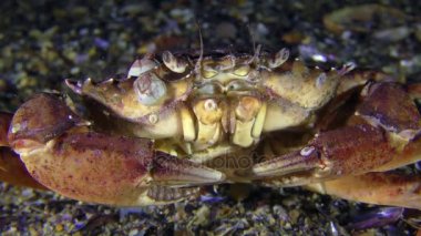 Shore yengeç en altında oturur sonra yavaş yavaş çerçeve bırakır.