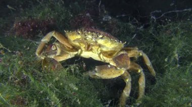Shore Yengeç denizde yeşil yosun oturur.