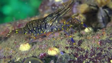 Çim karides (Palaemon elegans) alt yiyecek arıyor.