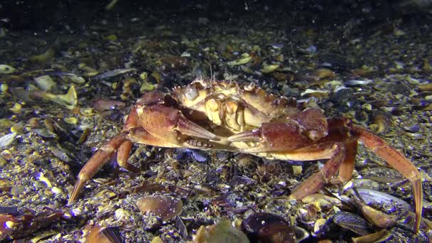 Green crab sits at the bottom then slowly leaves the frame. — Stock Video