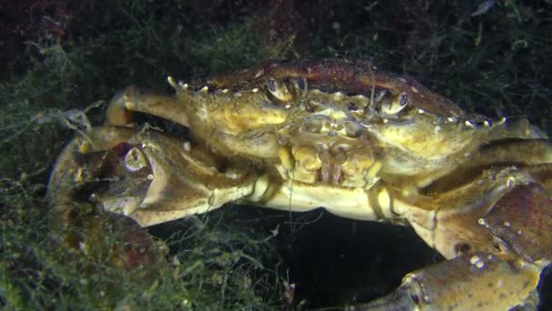 Crabe vert assis sur les algues vertes de la mer, gros plan . — Video
