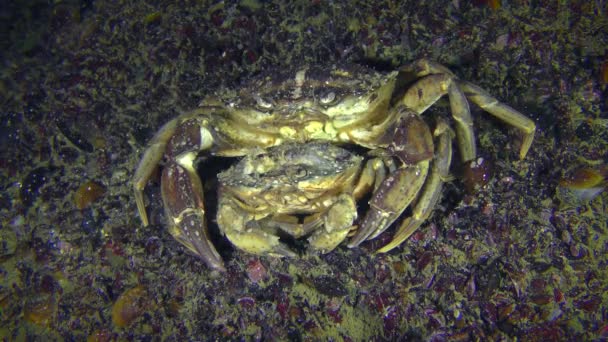 Fortpflanzung der grünen Krabbe: Männchen und Weibchen vor der Paarung. — Stockvideo