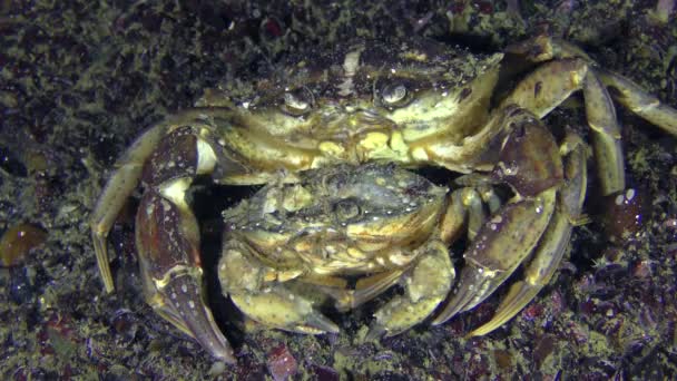 Reproduction des crabes : mâles et femelles avant l'accouplement .