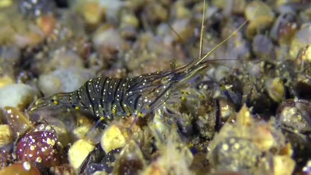 Crevette vermiculée cherche de la nourriture parmi les coquilles de moules . — Video
