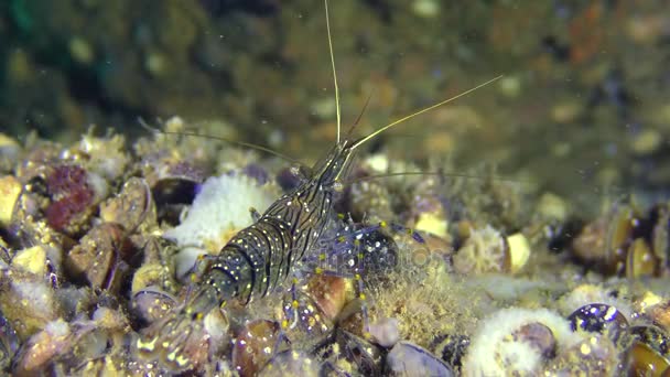 Camarones está buscando comida en la parte inferior cubierta con mejillones . — Vídeo de stock