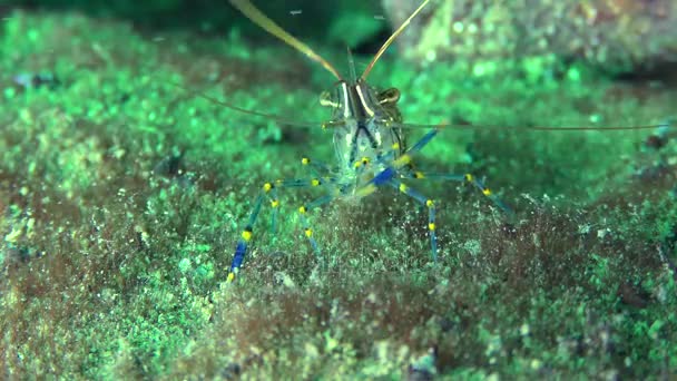 草虾 (Palaemon 线虫), 前视图. — 图库视频影像