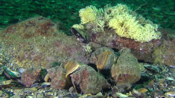 Varios caracoles de Vena Rapa Whelk contra el telón de fondo de los huevos puestos . — Vídeos de Stock