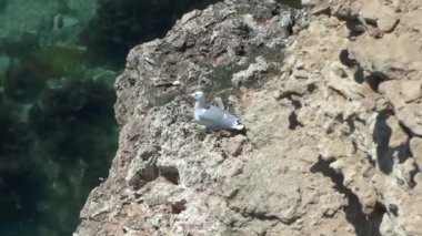 Kıyı cliff çıkıntıya yuva üzerinde oturan martı yavaş yakınlaştırma.