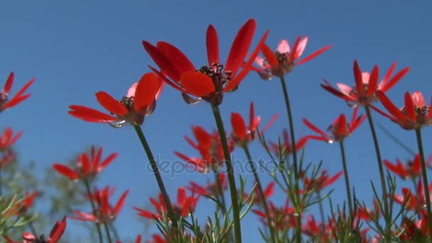 Rode zomerbloemen van fazant-oog tegen de blauwe hemel, middellange schot. — Stockvideo