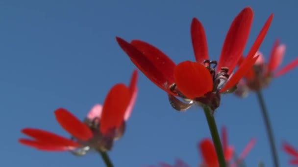 Red flowers of summer pheasant's-eye against a blue sky, close-up. — Stock Video