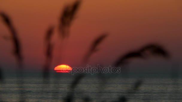 Sea sunset with the transfer of focus on the blades of grass in the foreground. — Stock Video