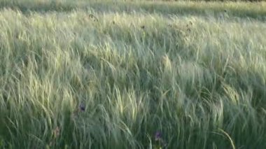 Gün batımı saat içinde orta atış tüy çim bozkır ile kaplı.