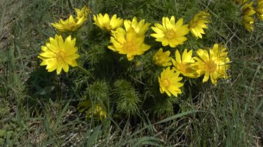 Bahar: sarı sülün'ın göz bir çiçek açan çalı.