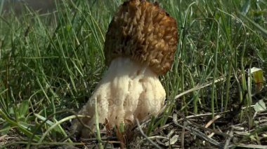 Bahar: mantar ortak morel.