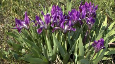 Bahar: çiçekli çalılıkları cüce Iris.