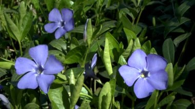 Bahar: mavi çiçekler küçük Cezayir menekşesi.