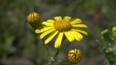 Bahar: bir yabani bitki groundsel sarı çiçek.