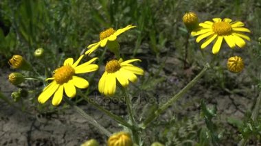 Bahar: bir yabani bitki groundsel sarı çiçek.