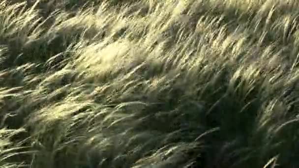 The feather-grass steppe in sunset time, medium shot. — Stock Video