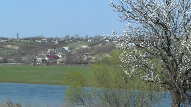 Paisagem rural de primavera: em primeiro plano uma árvore florescente, na aldeia traseira . — Vídeo de Stock