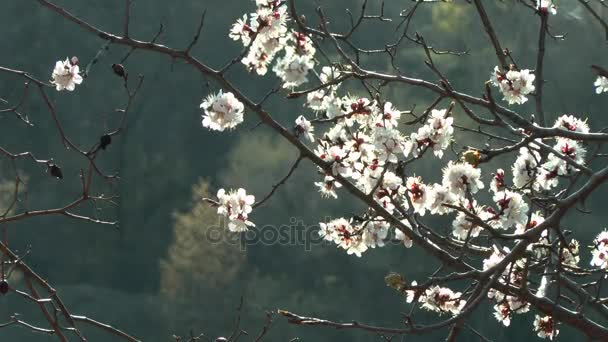 Flowering branch of fruit tree on a dark forest background. — Stock Video