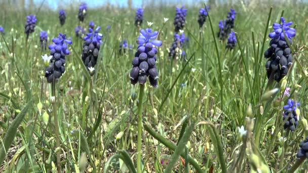 Frühling: blaue Blüten der Gewöhnlichen Traubenhyazinthe. — Stockvideo