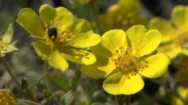 Jaro: žluté květy stepní rostliny Potentilla. — Stock video