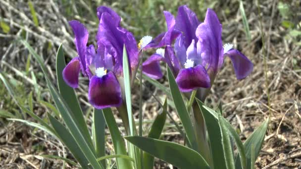 Jaro v stepi: kvetoucí rostliny trpaslík Iris. — Stock video