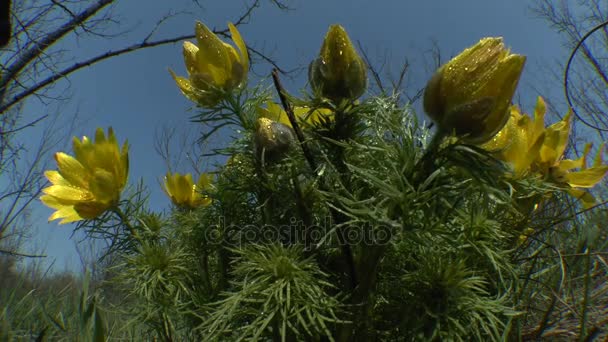 Jaro: kvetoucí rostlina jarního oka v ranní rosa. — Stock video