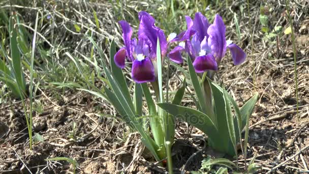 대초원에서 봄: 난쟁이 아이리스의 꽃 식물. — 비디오