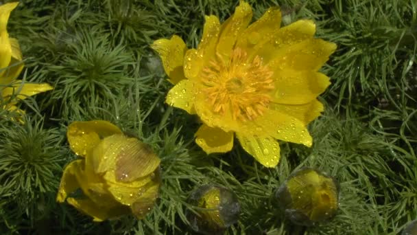 Våren: blommande växt av våren pheasant's öga i morgondagg. — Stockvideo