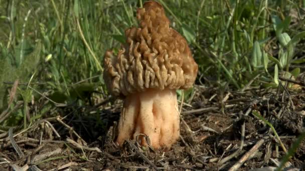 春天: 蘑菇共同的莫雷尔. — 图库视频影像