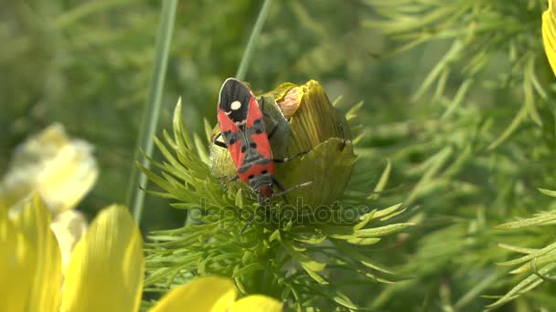 Spring: a seed bug on the flowers of the pheasant's eye. — Stock Video