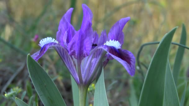 Printemps : un iris fleuri de couleur pourpre . — Video
