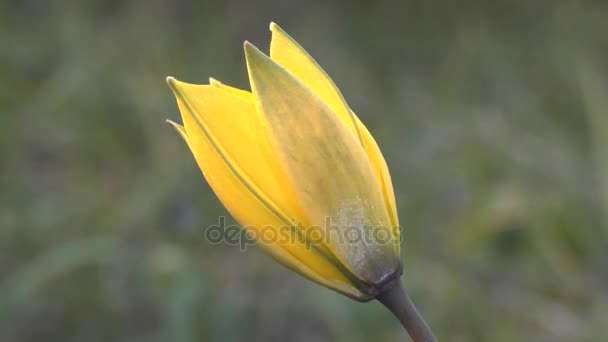 Primavera: fiore giallo di tulipani selvatici . — Video Stock