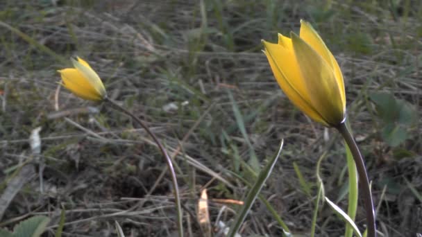 Tavasz: a vadon élő tulipán sárga virága. — Stock videók