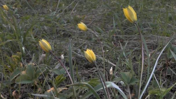 Primavera: un grupo de tulipanes silvestres florecientes . — Vídeos de Stock