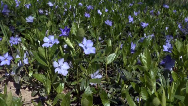 Frühling: blaue Blüten kleines Immergrün. — Stockvideo