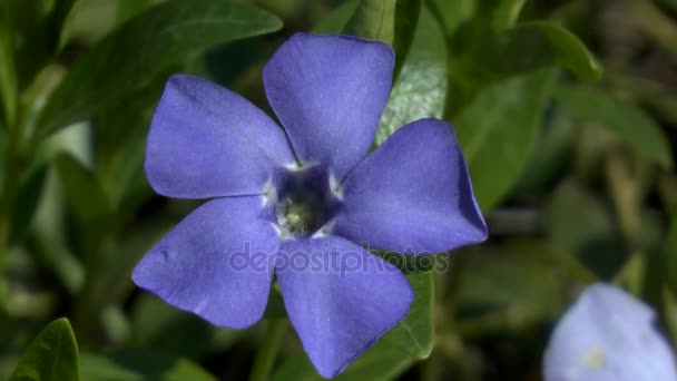 Spring: blue flower of small periwinkle. — Stock Video