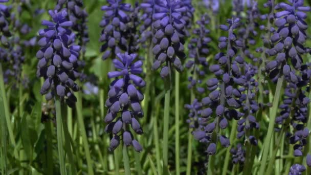 Frühling: blaue Blüten der Gewöhnlichen Traubenhyazinthe. — Stockvideo