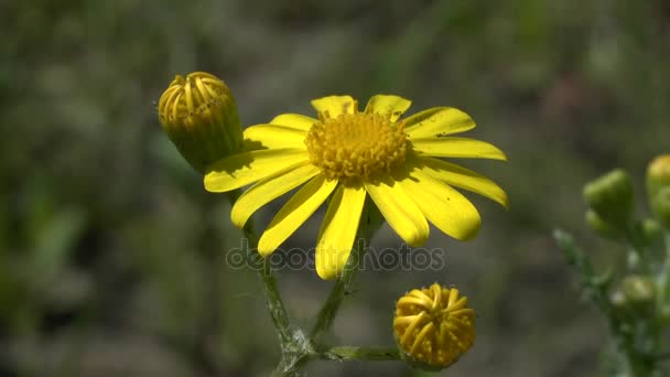 Printemps Fleur Jaune Dun Séneçon Plante Sauvage