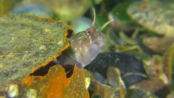 Сміття в морі: риби ховаються в порожній банці . — стокове відео
