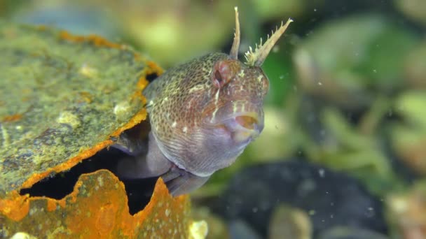 Poubelles dans la mer : le poisson se cache dans une boîte vide . — Video