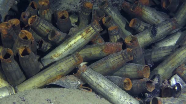 Spazzatura in mare: i gusci delle mitragliatrici sul fondo del mare . — Video Stock