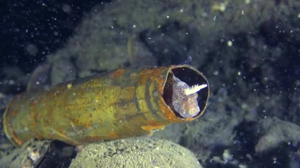 Basura en el mar: los peces se esconden en la caja de la ametralladora . — Vídeo de stock