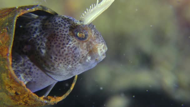 Мусор в море: рыба прячется в корпусе пулемёта . — стоковое видео