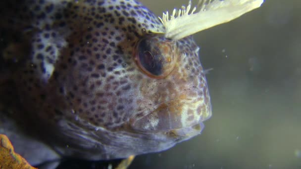 Basura en el mar: los peces se esconden en la cáscara de la ametralladora . — Vídeo de stock