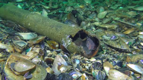 Lixo no mar: o peixe se esconde em um míssil . — Vídeo de Stock